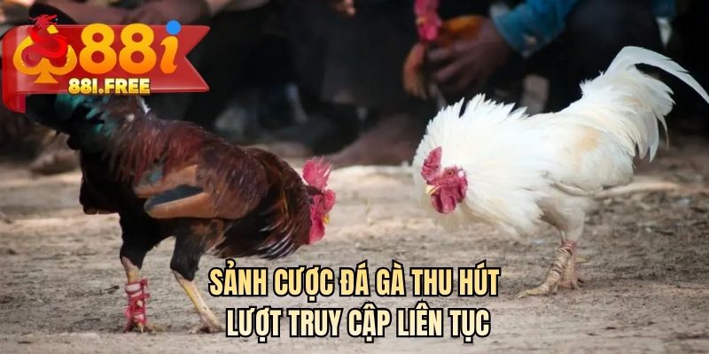 Sảnh cược đá gà thu hút lượt truy cập liên tục