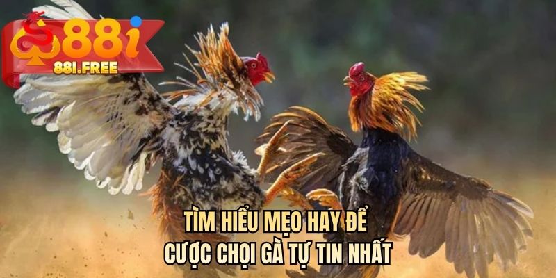 Tìm hiểu mẹo hay để cược chọi gà tự tin nhất